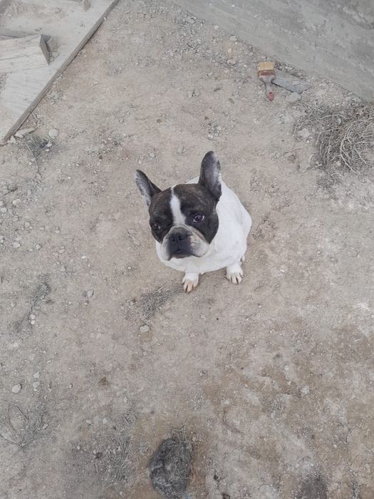 Французский бульдог девочка/ургашы