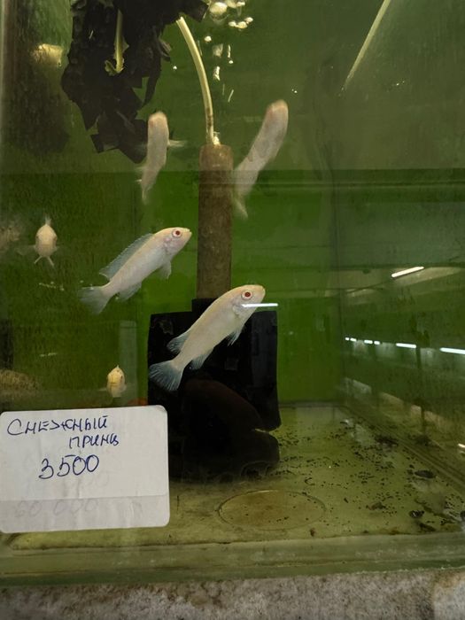 Аквариумные рыбки