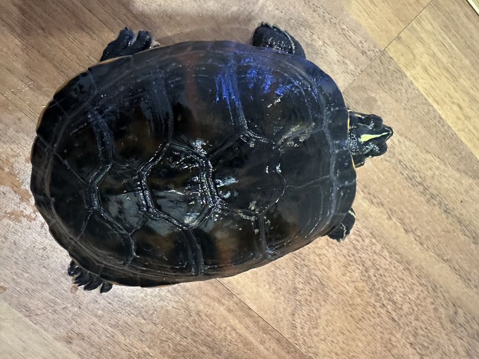 Broască țestoasă cu tâmple galbene 15 cm