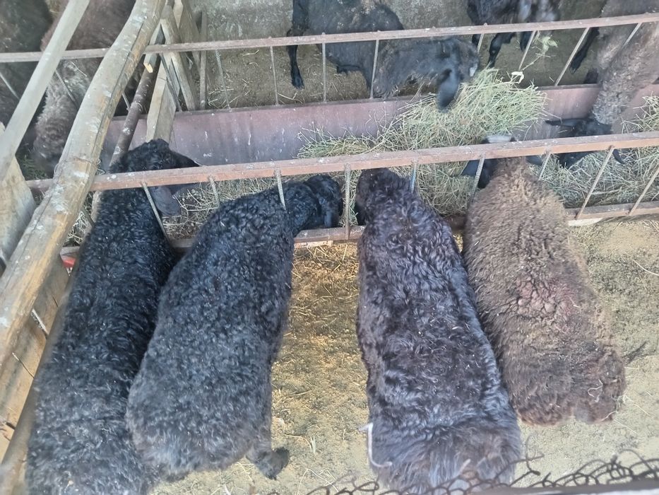 Еркек ургашы токтылар