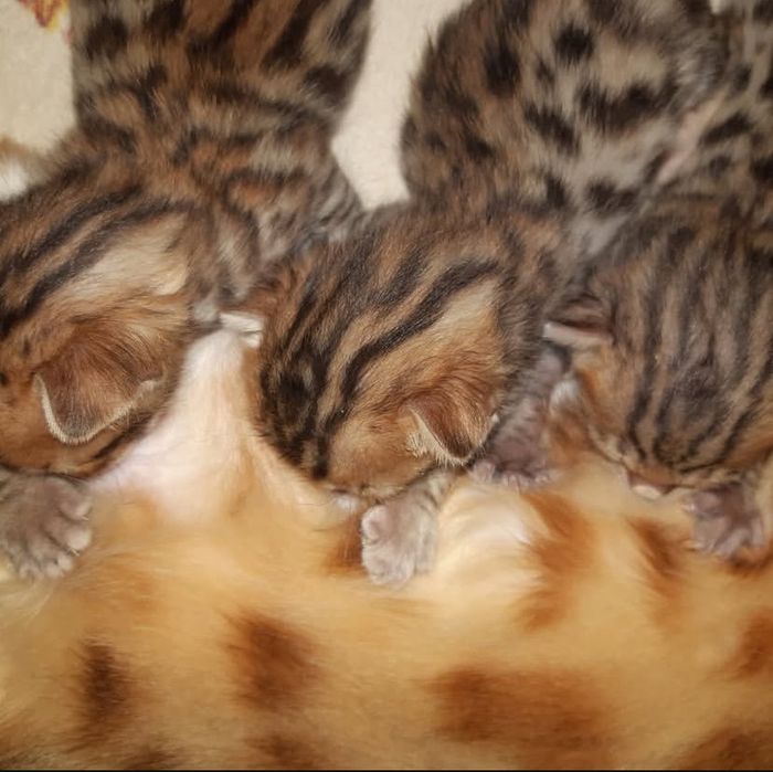 Бенгальские котята