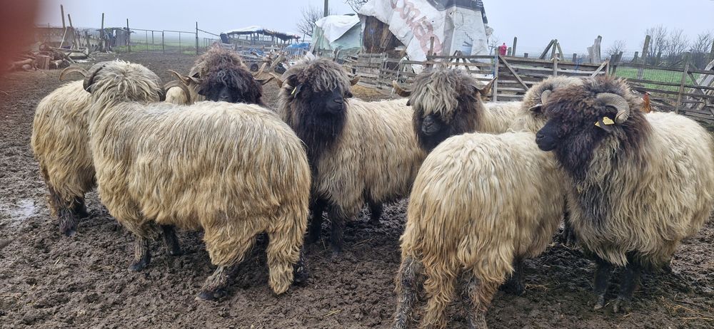 Oi românești de vanzare