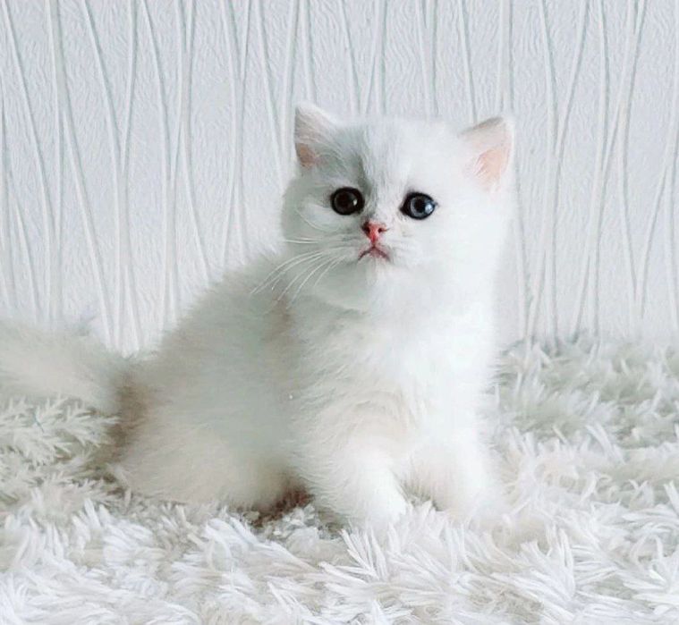 Britan mushukchalar sotuvda