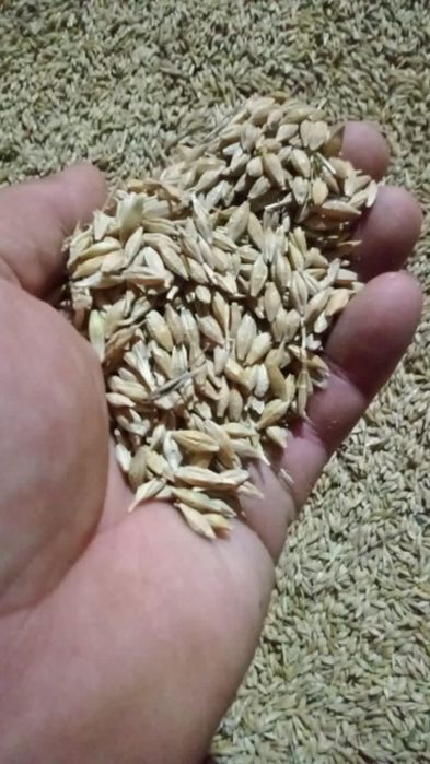 Пшеница.Платный чат! Все корма.