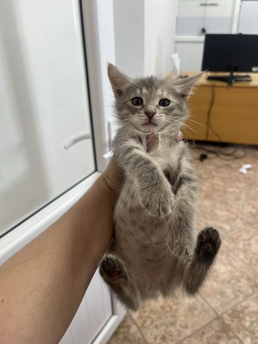 Отдаем котят в добрые руки