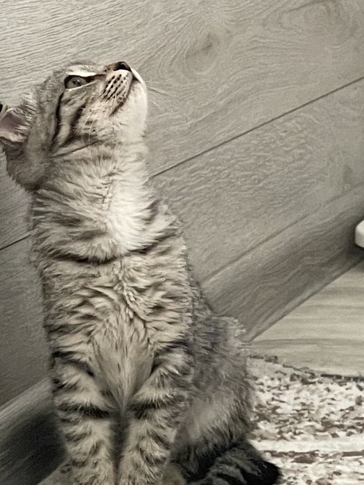 Вислоухи котенок бесплатно