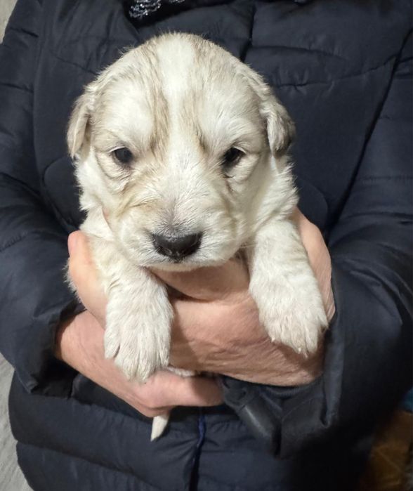 Отдам щенят в добрые руки