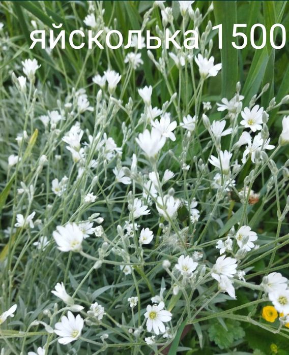 Продам цветы многолетний