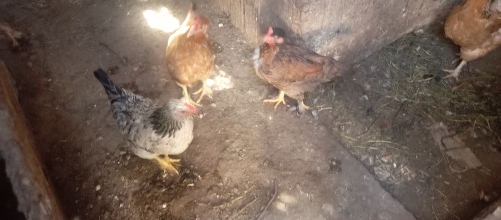 Продам курей породистых