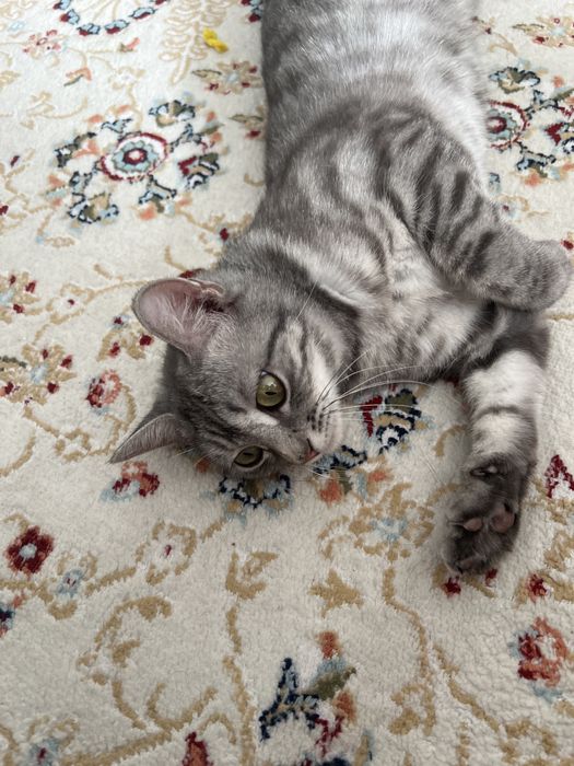 Кошка британец 7 мес