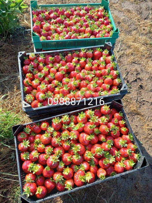 Предлагаме разсад ягоди