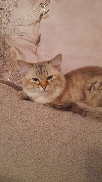 Красивый и здоровый кот ищет дом.