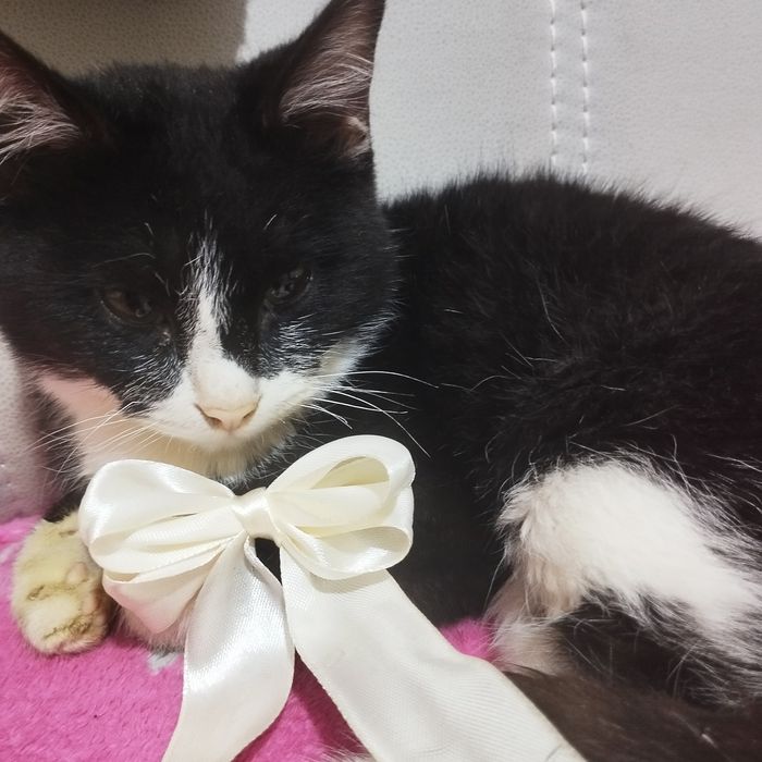 Кошка мальчик,к латку приучен все есть не привеледливый ,одам в хор.ру