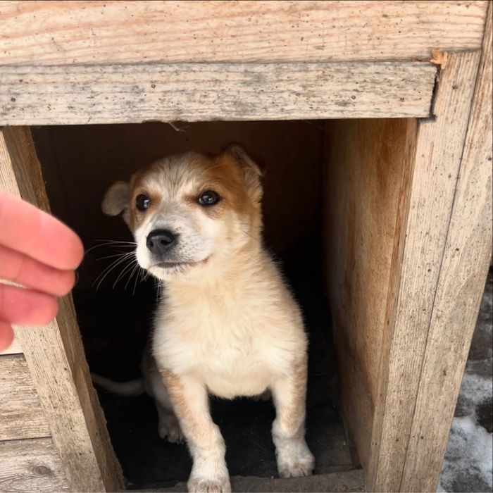 Щенок ищет теплый дом!!