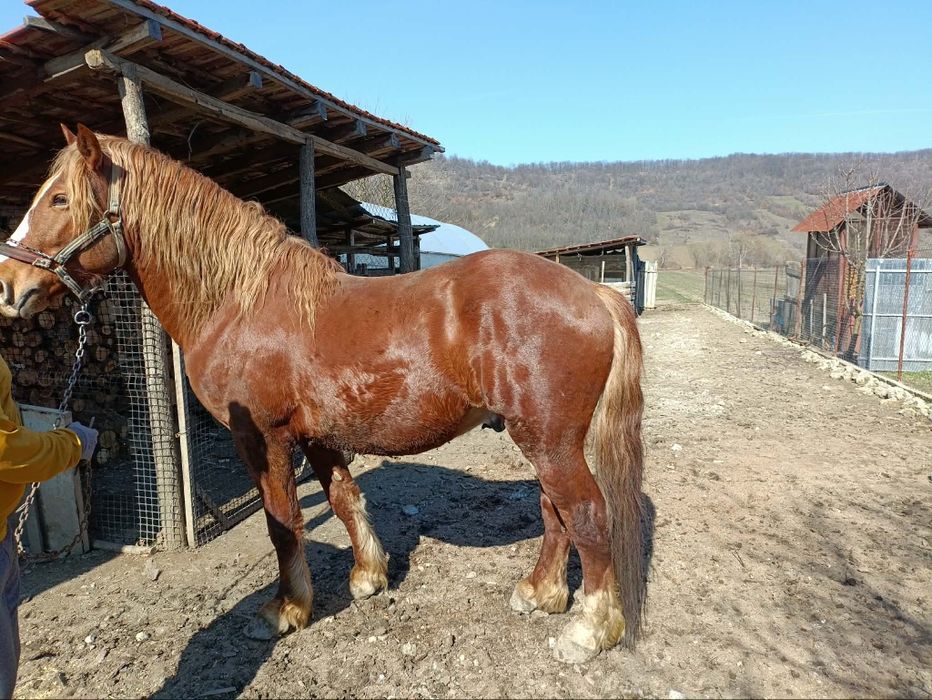 Cal de vînzare , vârsta de 4 ani jumătate