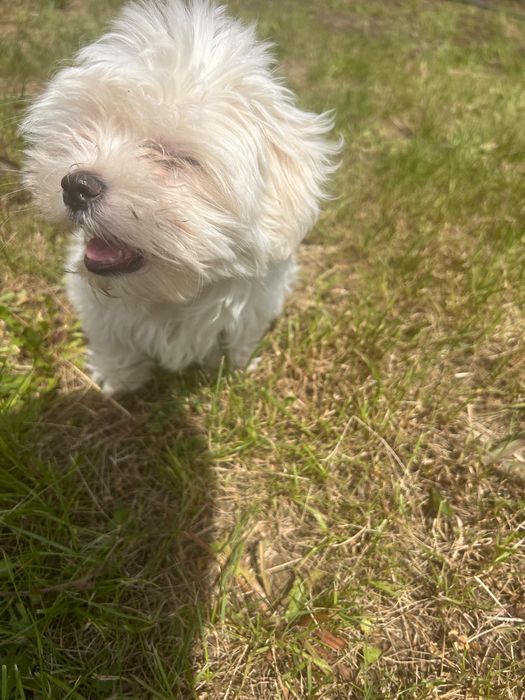 Vand bichon , talie mica