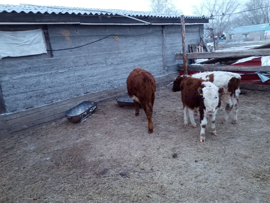 Бузаулар сатамын