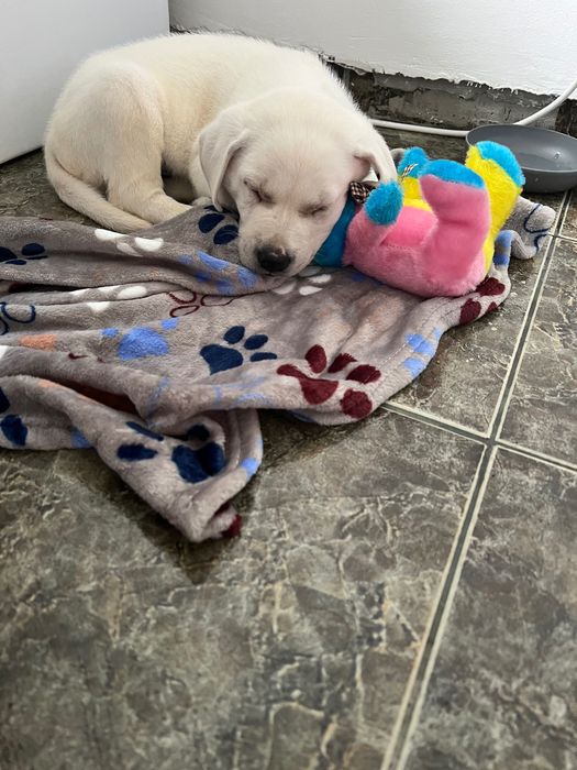 Labrador Retriever