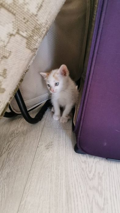 Pisica de adoptat
