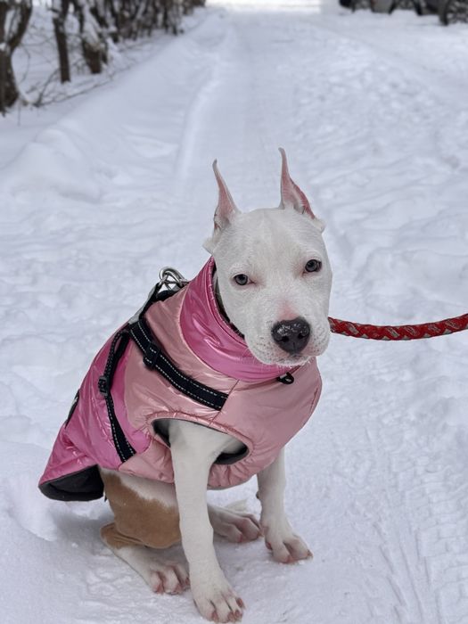 Стаффорд 6 месяцев