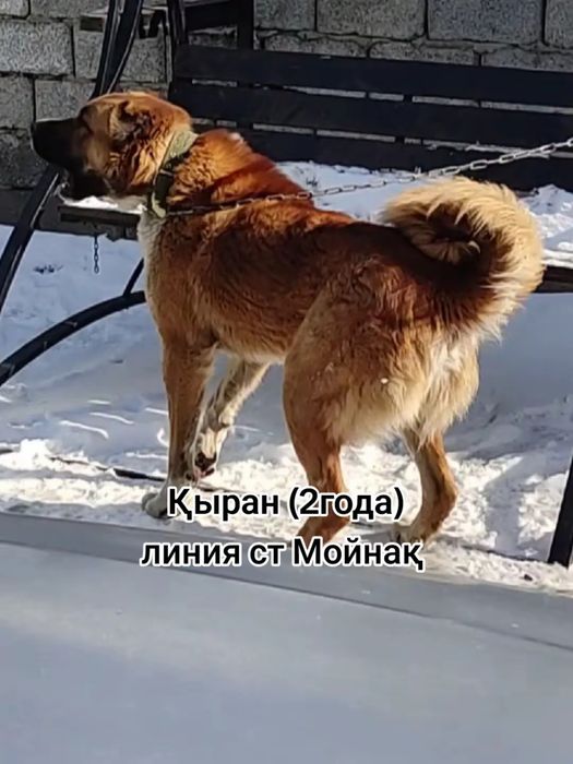 Төбет күшіктері сатылады