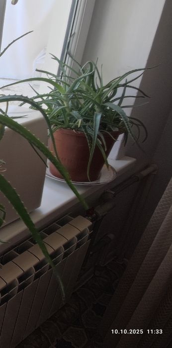 Алоэ вера продам