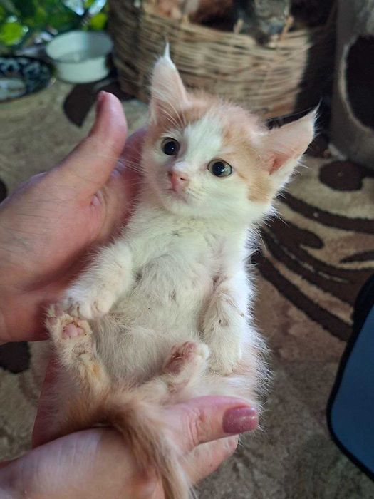 Отдам котенка бесплатно