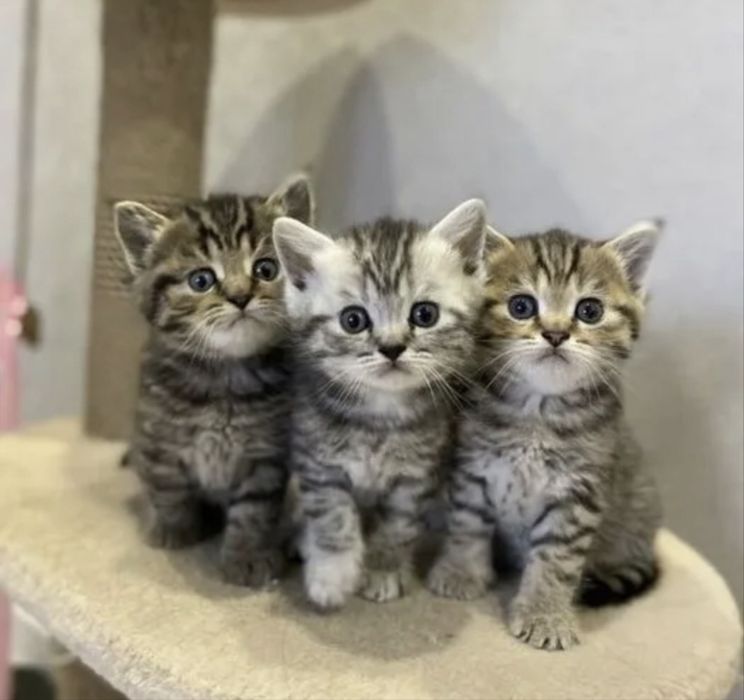 Роскошненькие Котята