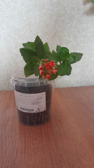 Набор комнатных цветов