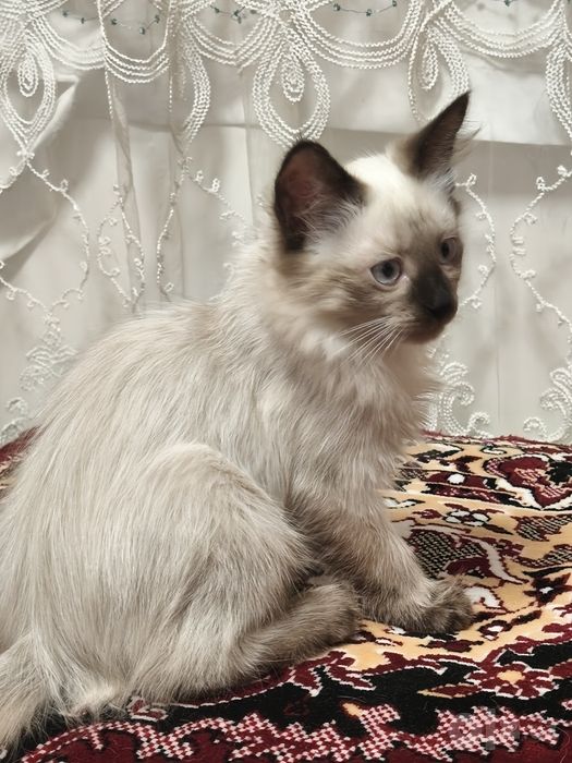 Отдам  котят в добрые руки