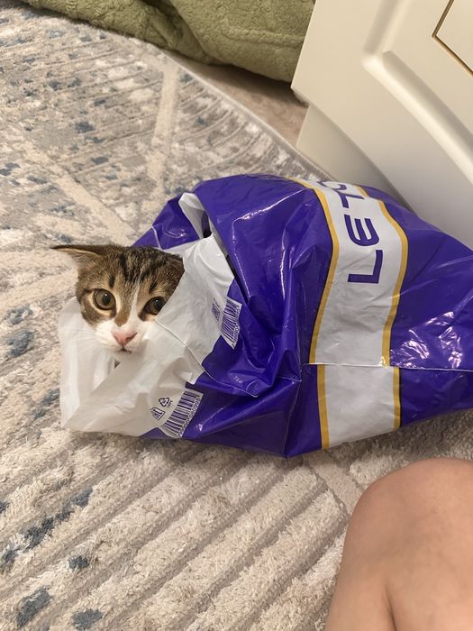 Отдам в хорошие руки котика