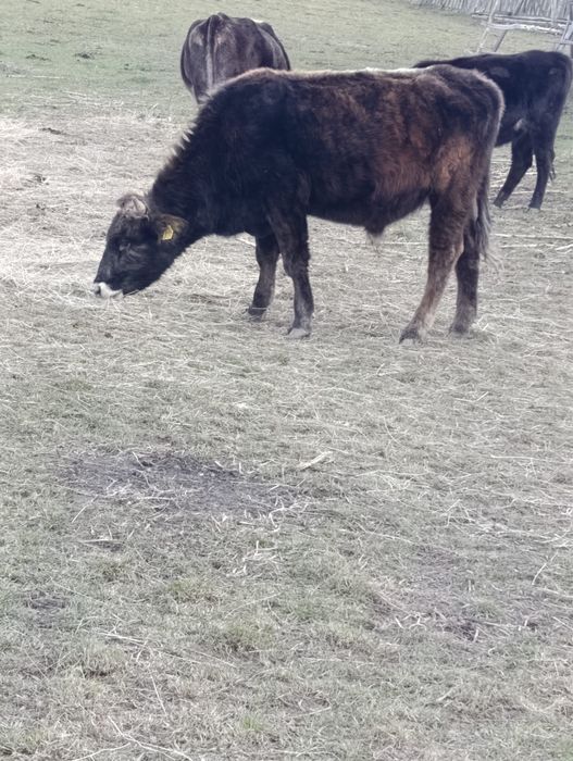Vand vitel detalii la telefon