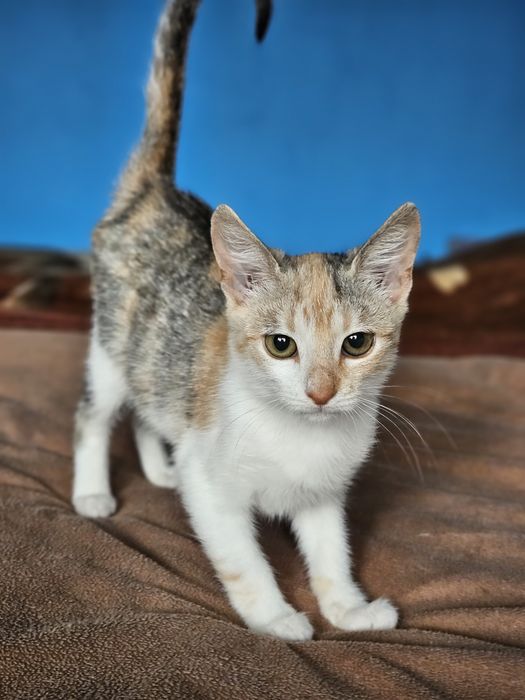 Kali, Simba si Vampi vor acasa