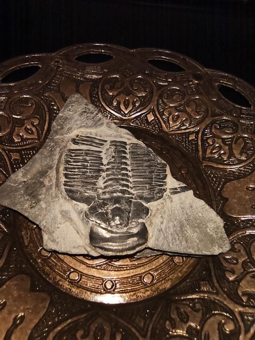 Продам окаменелости Трилобит Elrsthia kingi Юта США