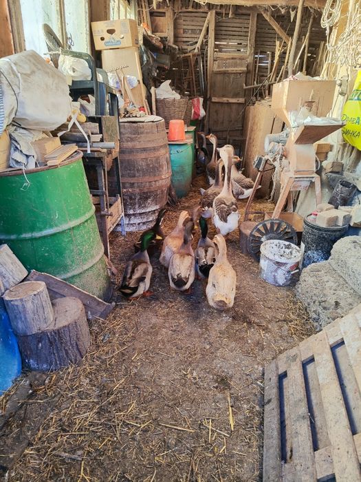 Гъски, патици и мини кохин