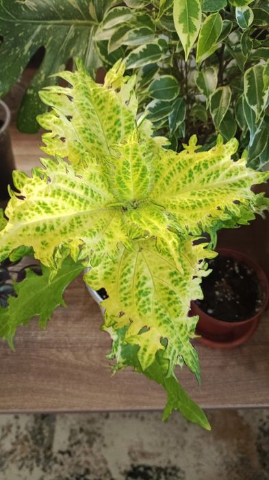 Комнатные растения