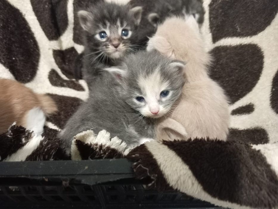 Котятки мейн-куна