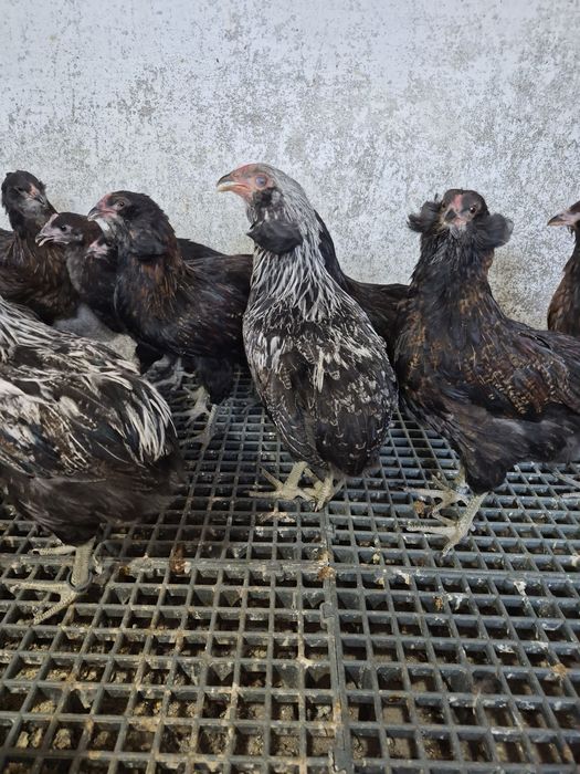 De vanzare araucana