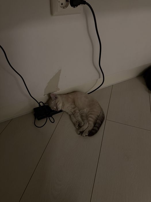 Продается Котенок