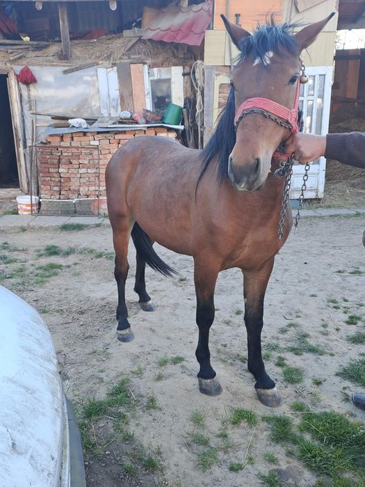 Vand mânză blandă