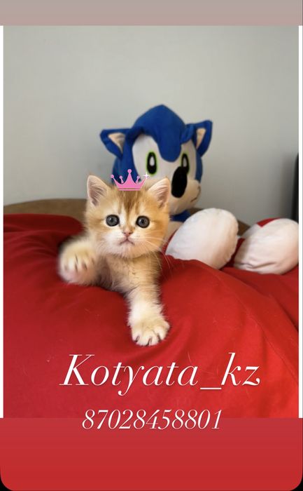 Золотинки с полным пакетом документов