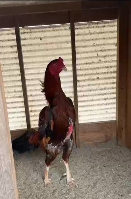 Японские ЧуШамо Бабазона