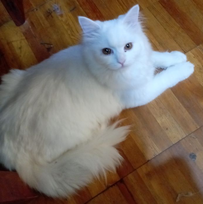 Котёнок пушок мальчик 6 мес.