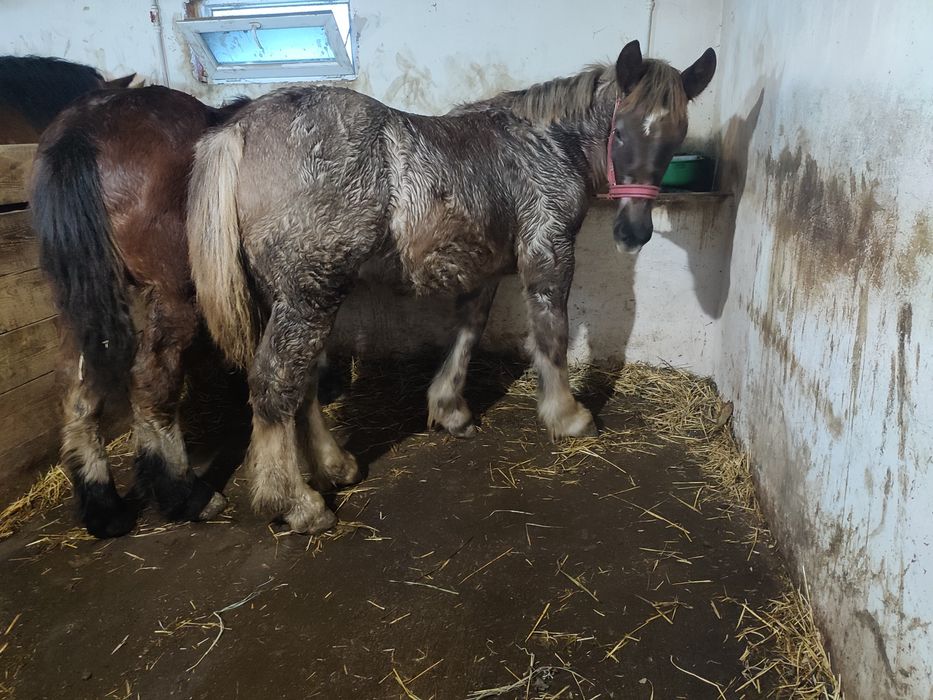 vand mânji frumoși