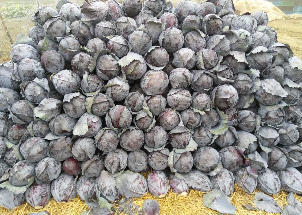 Varza Rosie pt consum in stare proaspata si depozitare!