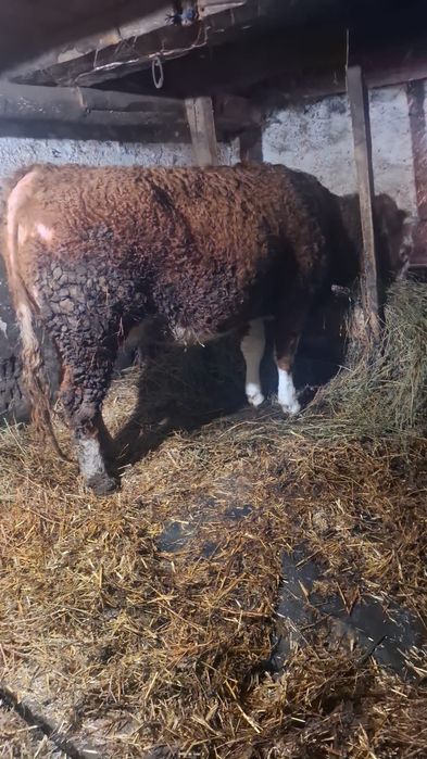 Juninca gestanta 8 luni