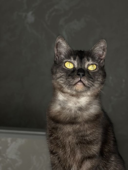 Кошечка ищет любящую семью