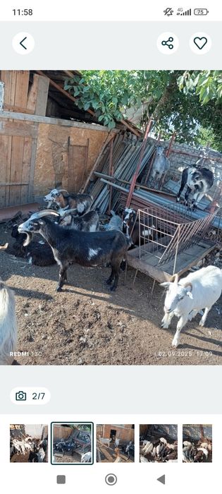 Vand capre tinere de rasa