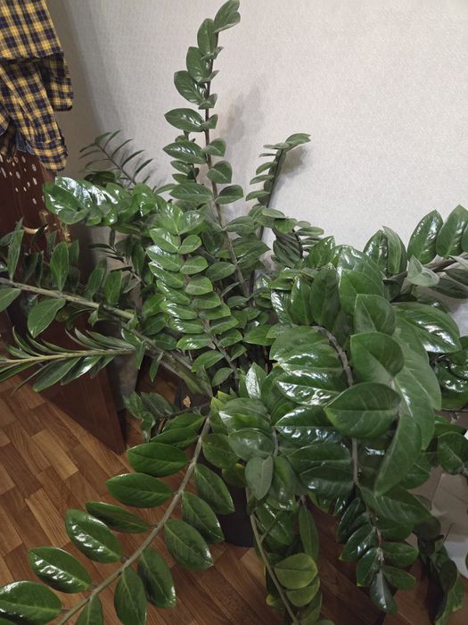 Продам Долларовое дерево