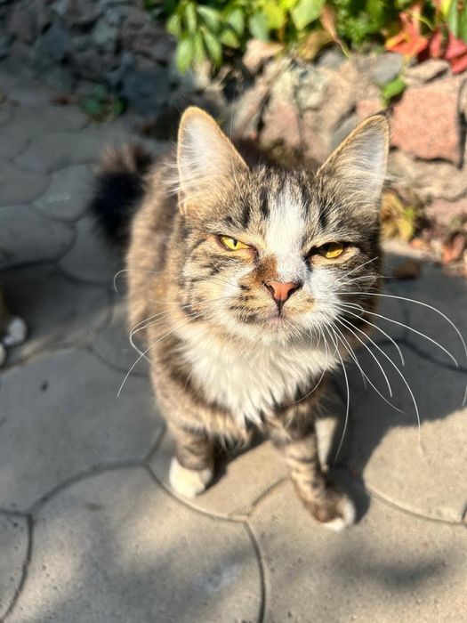 Котики ищут семью.